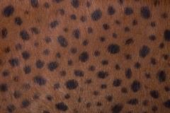 Congo Chic Wallet